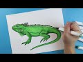 how to draw a green iguana