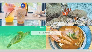 [trip vlog]宮古島旅行✈️ 食べてウミガメ🐢とクマノミと泳いで癒されてきた| Miyakojima trip