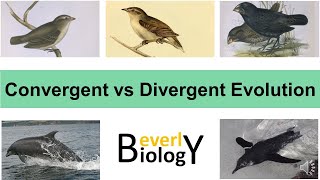 Convergent vs Divergent Evolution