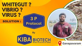 Farmer Feedback No 52| 3P Protocol | About WHITEGUT,VIBRIO,VIRUS