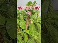 ଏଇ ଆମ ମାଟି ମା shorts villagelife odiasong trending viral