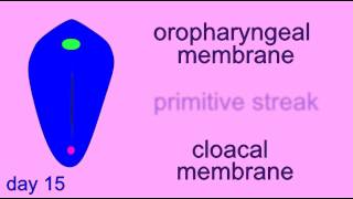 EMBRYONIC DEVELOPMENT: PRIMITIVE STREAK