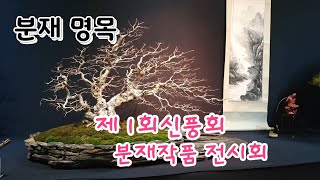 제1회 신풍회 분재작품 전시회 3편/작품설명