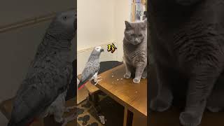 【亡き夫の鳥と生活】猫に歌を聴かせるインコ #ヨウム #下ネタインコ