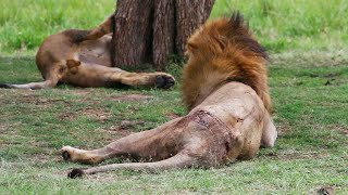 Injured Orkirikoi Male Lion with a Hole in a Lower Spine | Black Rock Boys around | 29 October 2024