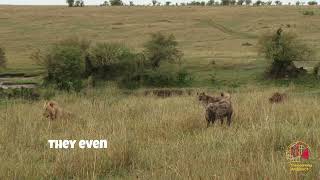 The Secret Language of Hyenas: Communication Uncovered