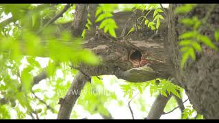 Barbet sits perfectly camouflaged in Pilkhan Ficus tree, approaches nest hole on underside of branch