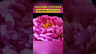 延时摄影看牡丹花开全过程【CCTV纪录】