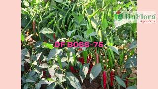 HY CHILLI DF BOSS 75