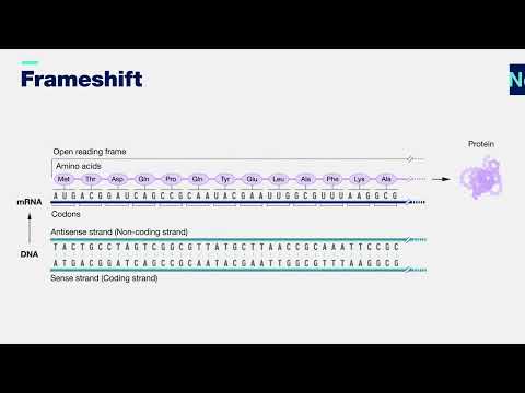 Which is an example of a frameshift mutation?