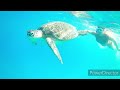 Marsa Alam Abu Dabbab 2023 Turtles, Fishes and Reef