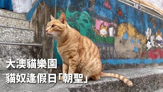 大澳貓樂園  貓奴逢假日「朝聖」