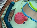 マリンのフェレット遊園地で遊ぶマーシャルフェレット 小動物専門店マリン