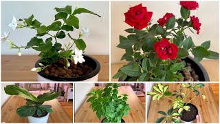 #129 Top 5 Common Plants That Can Grow EASILY Even Without Soil at Home