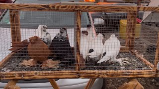 Rynek  Targ  Giełda Łomża 22/12/2024 #gołębie #pigeon #birds #kury #market #króliki #ptaki #zwierzę