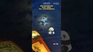 在成都大运会开幕式那晚，有网友拍到一幅“熊猫云”景象：月光映衬下，夜空中的薄云形成一只抱着月亮的大熊猫。来源@中国新闻网 #成都大运会 #熊猫云 #大熊猫 #shorts