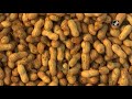 3 day groundnut festival ‘kadalekai parishe’ begins in bengaluru