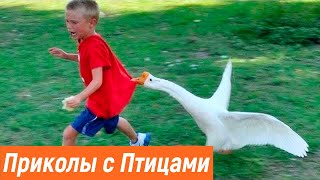 Смешные птицы / Умные птицы / Приколы с животными / Смешная подборка приколов