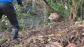 狩猟。今季初くくり罠で雄猪を捕獲。