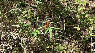 自然環境保全センター 自然観察園のカワセミ（雌）その１３（4K60P動画）