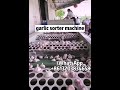 Automatic garlic size grading sorting machine  industrial garlics sizing sorter and grader equipment