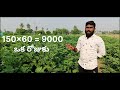 how to control jemini virus in brinjal crop వంగ తోటలో బొబ్బర ఇలా సాగుచేస్తే రాదు