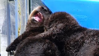 バンクーバー水族館で、トフィーノちゃんとルナちゃんの ふたりでわちゃわちゃ（2024/10/14 Vancouver Aquarium）