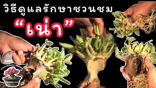 แนะนำวิธีดูแลรักษาต้นชวนชมที่เกิดอาการ “เน่า” #สวนชวนชมคุณต๋อง0880614735