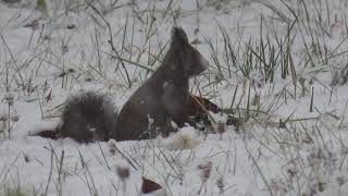 雪のエゾリス　やっと胡桃？見つけて跳ねて行く　顔も雪まみれ　2023.11.11　[ヤマゴロウの花鳥諷詠]