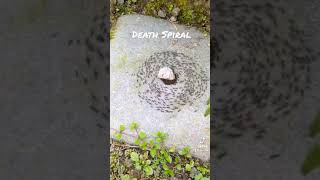 Death Spiral Ant Mill