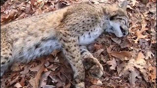 Big Bobcats Trapping