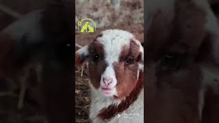 The Funniest GOAT 🐐🐐🐐 looks yummy ||FUNNY-AK #goat #shorts #youtubeshorts #viral