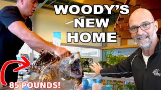 WOODY the SNAPPING TURTLE Gets a New Home!