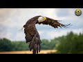 বাল্ড ঈগল ডকুমেন্টারি bald eagle small documentary ababil bangla