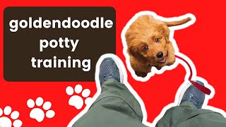 goldendoodle potty training tips 🐶 (is it easy?)