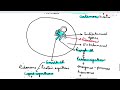 endomembrane system i for neet in hindi