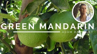 Green Mandarin - The Oil of the Playful Heart