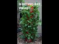 garden tower cheap u0026 easy hydroponic dino kale