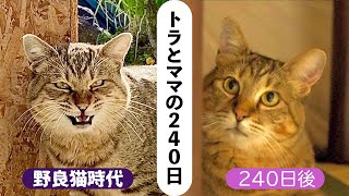 突然庭に現れた野良猫に愛情を注ぎ続けた8ヶ月後……　別猫のようなビフォーアフターに感動