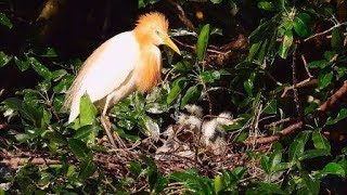 黃頭鷺(Cattle Egret)育雛(一) --- 親鳥餵雛鳥吃什麼東西?            (大安森林公園, 2019年6月4日)