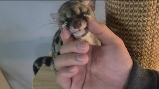 애교가 넘치는 사향고양이. 주인이 고인물입니다 / cute cat ( genet cat )