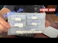 Seeds | How to Plant Pinguicula Seeds | Sowing Pinguicula a.k.a Butterwort Seeds 2nd try