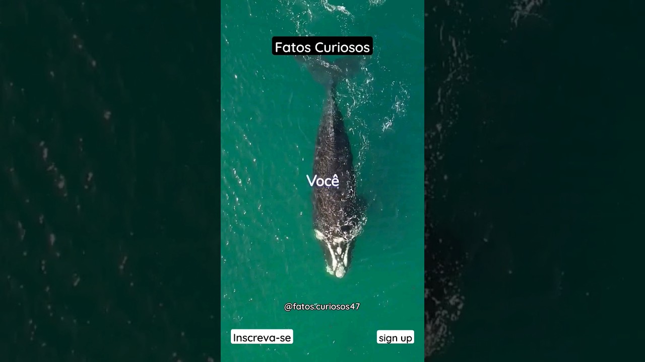 Fatos Curiosos - YouTube