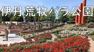 満開の伊丹市荒牧バラ公園に行ってきました。