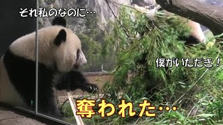 7/4レイレイがせっかく選んだ笹をサッと横から奪うシャオシャオ…giantpanda @tokyo 上野動物園