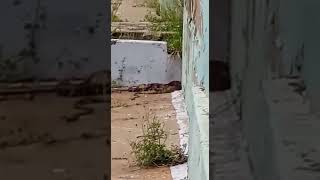 BIG KING COPRA SNAKE CATCH A CHICKEN ON ERODE CNC COLLEGE CAMPUS AT 16.06.2022