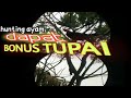 berburu ayam hutan bonus 3 tupai