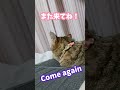 毛づくろいin股のあいだw the cat is grooming itself between the legs shorts