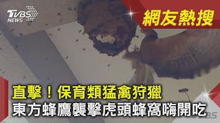 直擊！保育類猛禽狩獵　東方蜂鷹襲擊虎頭蜂窩嗨開吃 ｜TVBS新聞｜網友熱搜