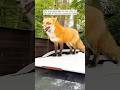 A mother fox seeks human assistance to rescue her baby #shorts #animals #fox